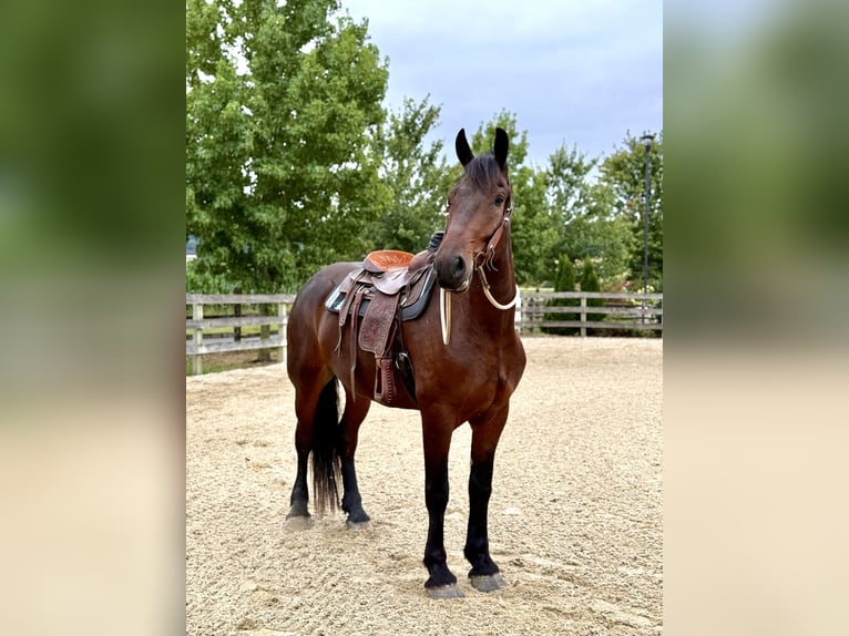 Percheron Croisé Hongre 5 Ans 170 cm Bai cerise in Gap, PA