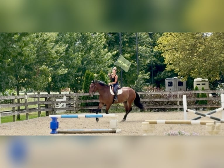 Percheron Croisé Hongre 5 Ans 173 cm Bai cerise in Gap