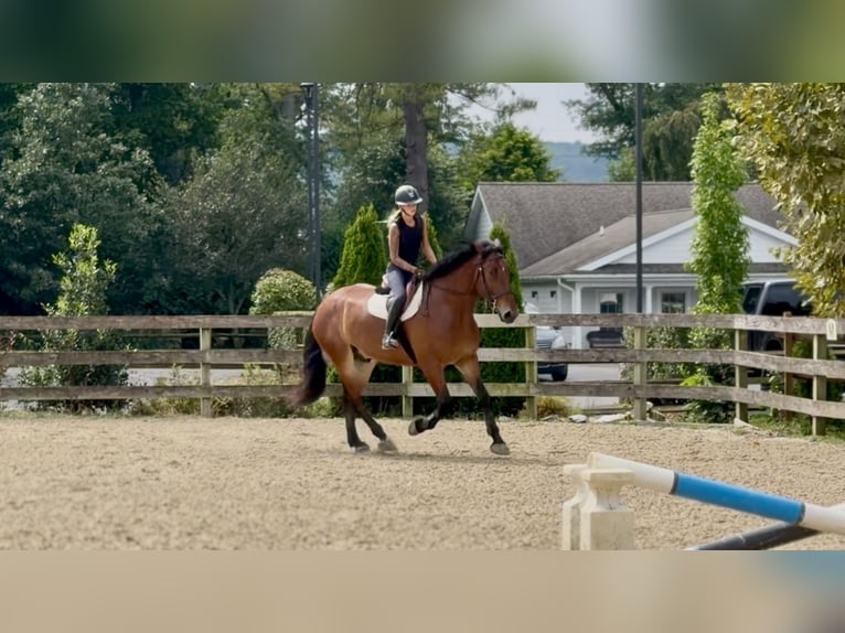 Percheron Croisé Hongre 5 Ans 173 cm Bai cerise in Gap