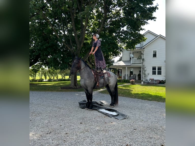 Percheron Croisé Hongre 5 Ans 173 cm Rouan Bleu in Littlestown, PA