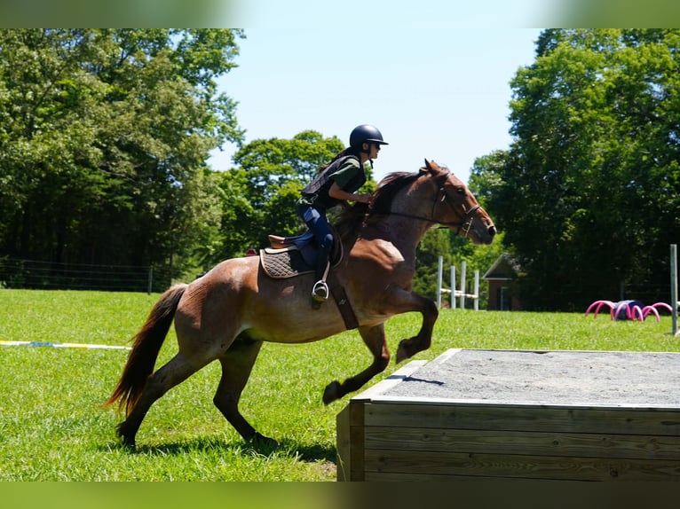 Percheron Croisé Hongre 5 Ans 173 cm Rouan Rouge in Clover