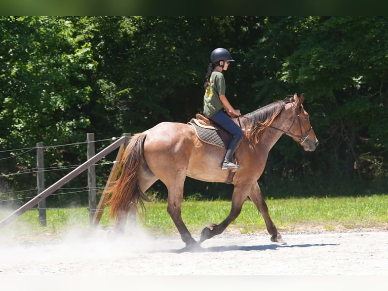 Percheron Croisé Hongre 5 Ans 173 cm Rouan Rouge in Clover