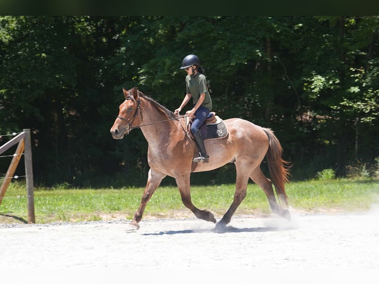 Percheron Croisé Hongre 5 Ans 173 cm Rouan Rouge in Clover
