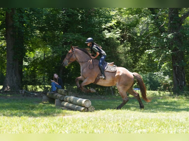 Percheron Croisé Hongre 5 Ans 173 cm Rouan Rouge in Clover