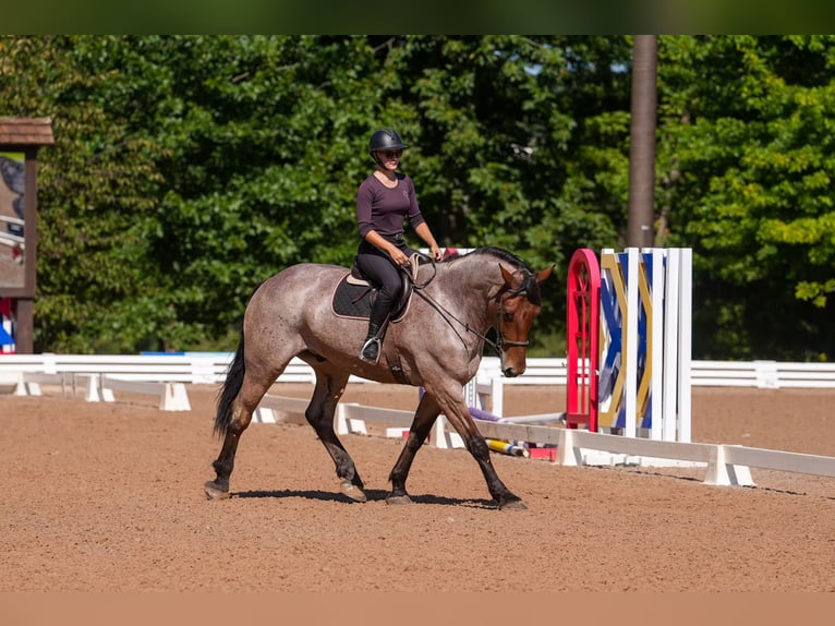 Percheron Croisé Hongre 5 Ans 175 cm Roan-Bay in Clover, SC