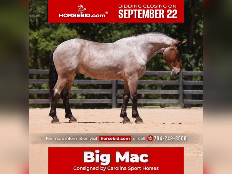 Percheron Croisé Hongre 5 Ans 175 cm Roan-Bay in Clover, SC