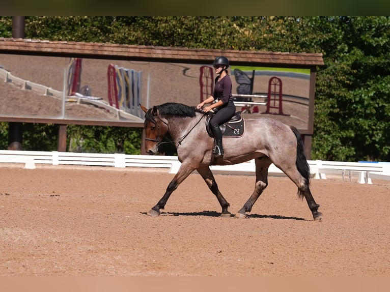 Percheron Croisé Hongre 5 Ans 175 cm Roan-Bay in Clover, SC