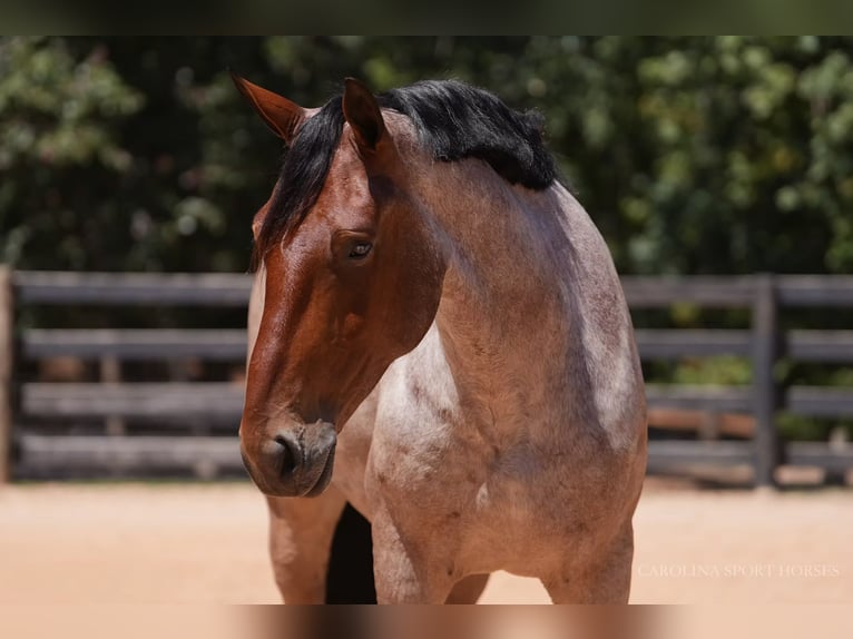 Percheron Croisé Hongre 5 Ans 175 cm Roan-Bay in Clover, SC