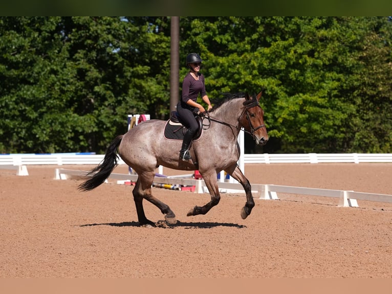 Percheron Croisé Hongre 5 Ans 175 cm Roan-Bay in Clover, SC