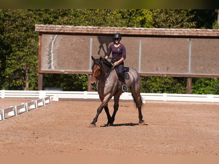 Percheron Croisé Hongre 5 Ans 175 cm Roan-Bay in Clover, SC