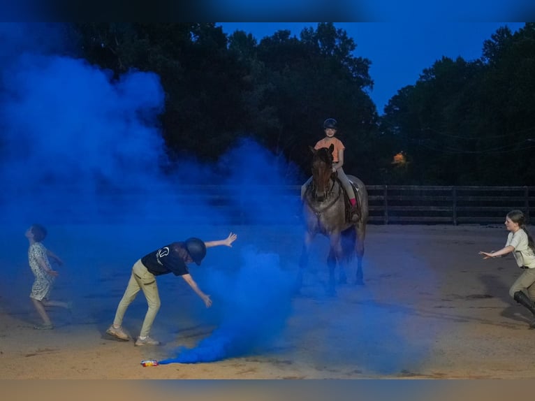 Percheron Croisé Hongre 5 Ans 175 cm Roan-Bay in Clover, SC