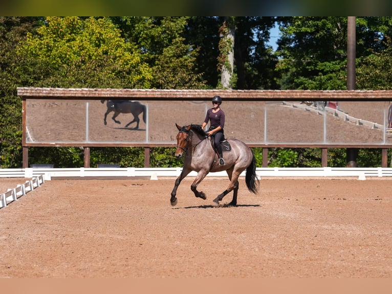Percheron Croisé Hongre 5 Ans 175 cm Roan-Bay in Clover, SC