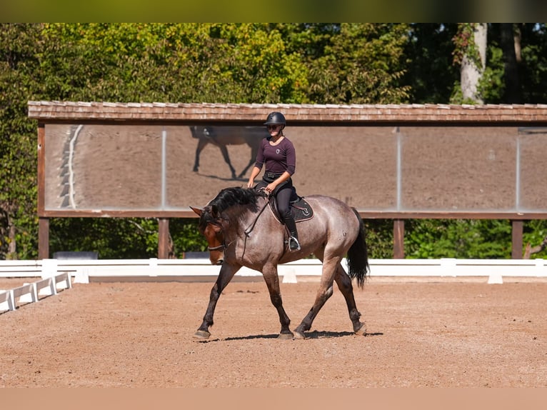 Percheron Croisé Hongre 5 Ans 175 cm Roan-Bay in Clover, SC