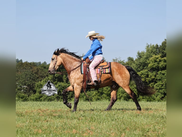 Percheron Hongre 5 Ans Buckskin in Gladstone, NJ