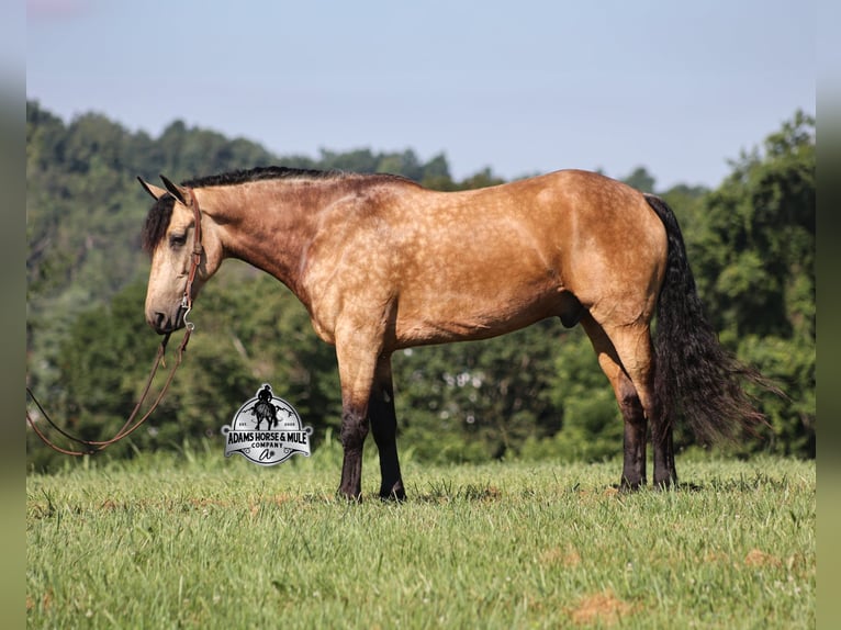 Percheron Hongre 5 Ans Buckskin in Gladstone, NJ