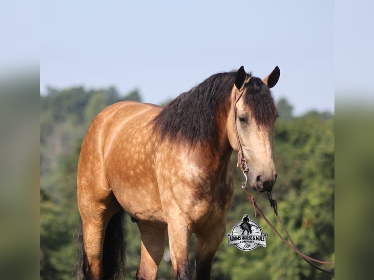 Percheron Hongre 5 Ans Buckskin in Gladstone, NJ