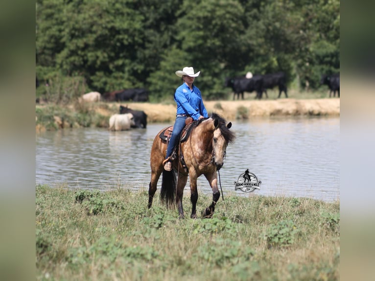 Percheron Hongre 5 Ans Buckskin in Gladstone, NJ