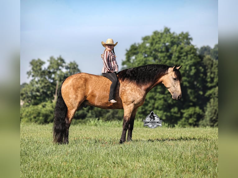 Percheron Hongre 5 Ans Buckskin in Gladstone, NJ
