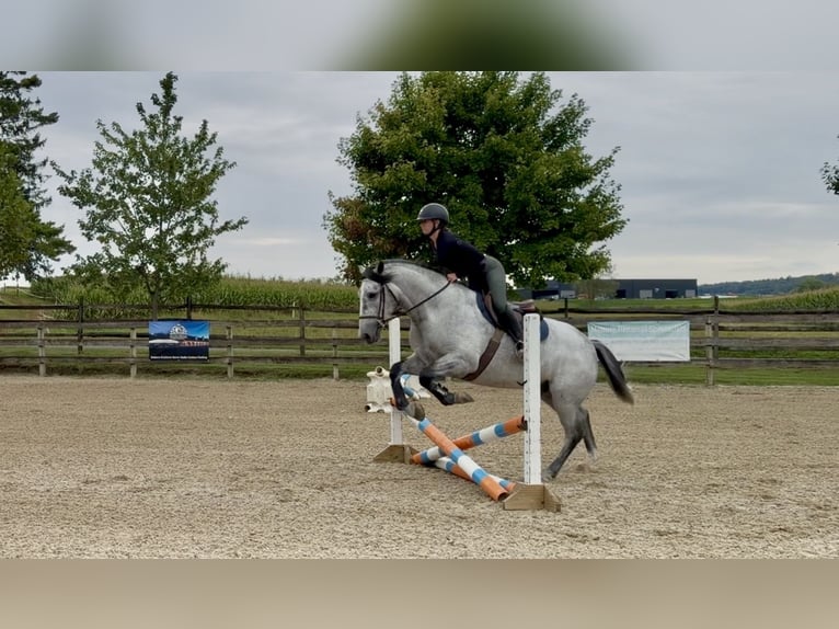 Percheron Croisé Hongre 5 Ans Gris in Gap