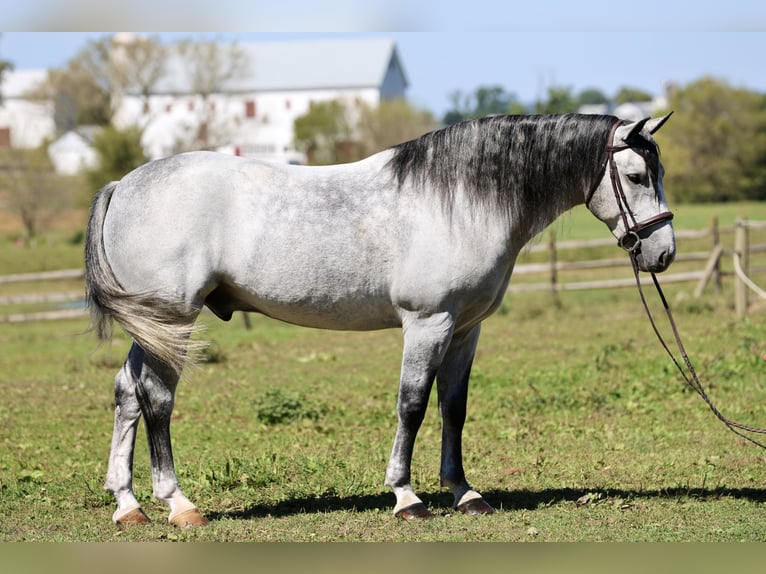 Percheron Croisé Hongre 5 Ans Gris in Gap