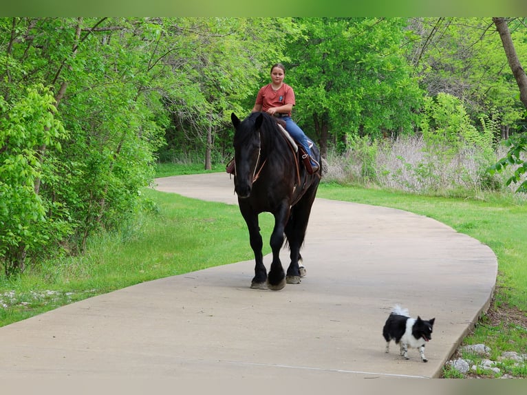 Percheron Hongre 5 Ans Noir in Forney