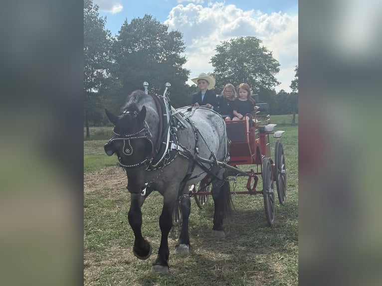 Percheron Croisé Hongre 5 Ans Rouan Bleu in Henderson