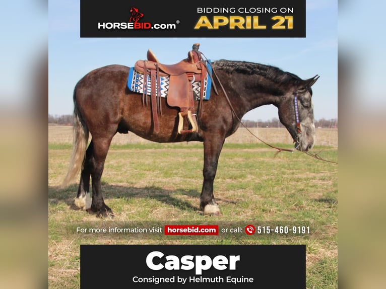 Percheron Croisé Hongre 6 Ans 157 cm Gris in Ames, IA