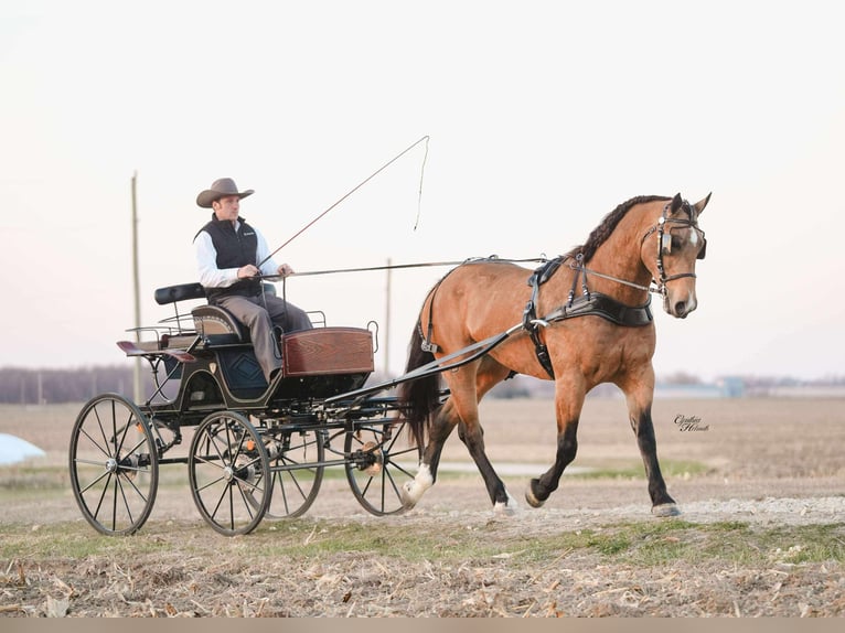 Percheron Croisé Hongre 6 Ans 163 cm Buckskin in Independence