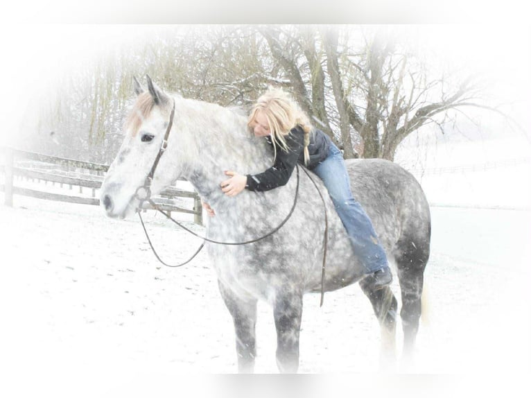 Percheron Croisé Hongre 6 Ans 163 cm Gris in Jackson