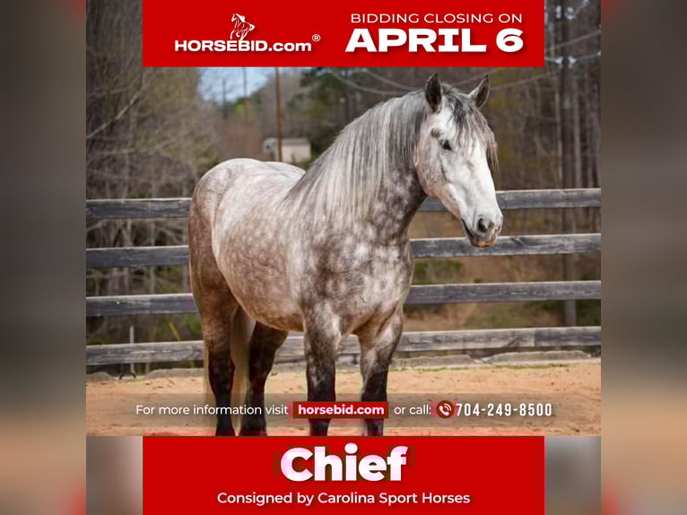 Percheron Croisé Hongre 6 Ans 165 cm Gris in Clover