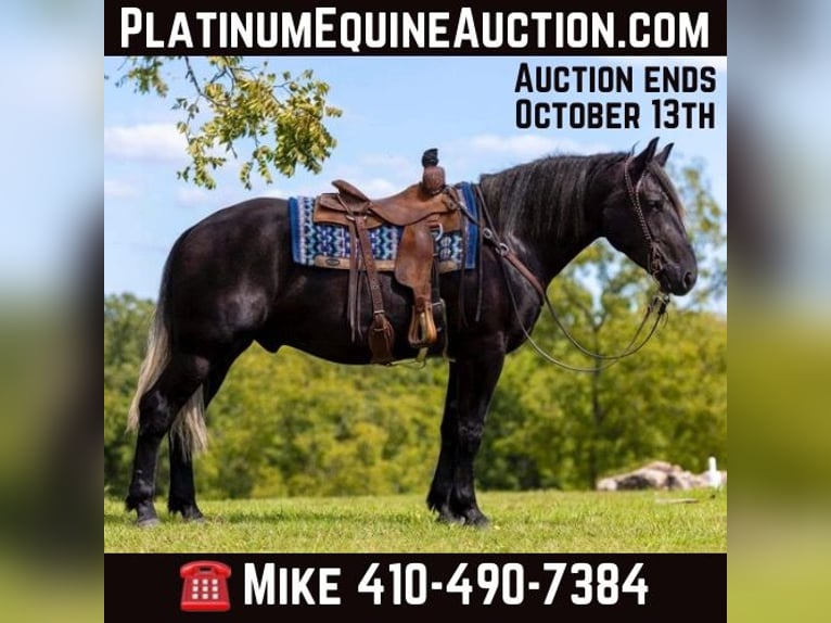 Percheron Hongre 6 Ans 165 cm Noir in Mountain Grove MO