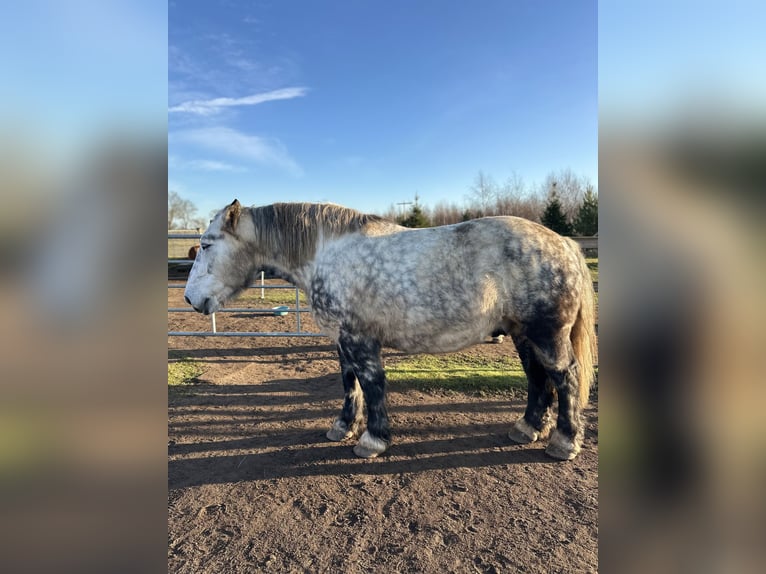 Percheron Croisé Hongre 6 Ans 167 cm Gris pommelé in Demen