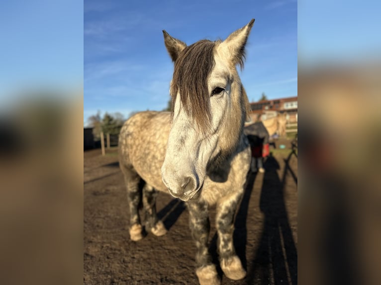 Percheron Croisé Hongre 6 Ans 167 cm Gris pommelé in Demen