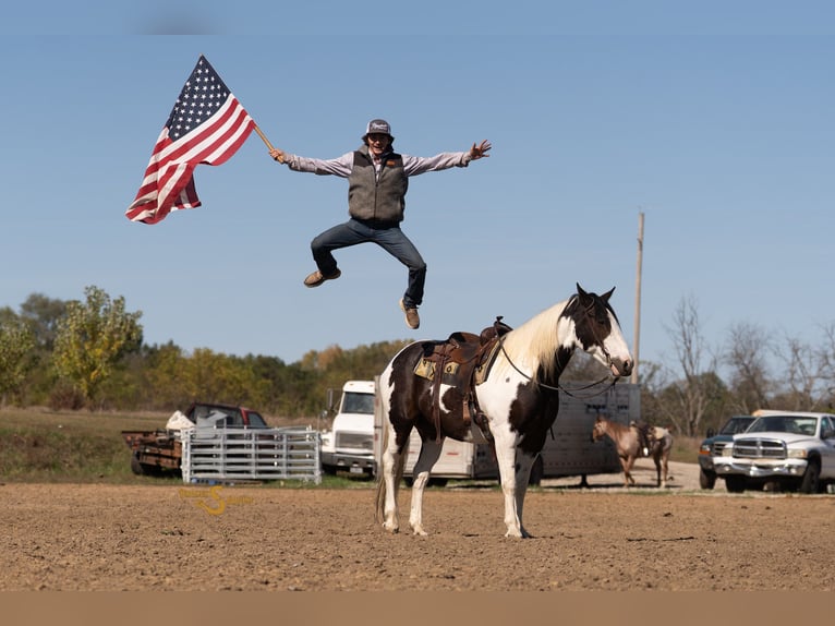 Percheron Croisé Hongre 6 Ans 168 cm Pinto in Bogard