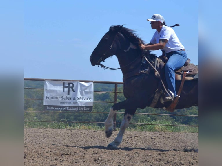 Percheron Hongre 6 Ans 168 cm Tobiano-toutes couleurs in Princeton MO