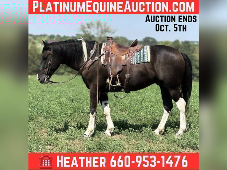 Percheron Hongre 6 Ans 168 cm Tobiano-toutes couleurs in Princeton MO