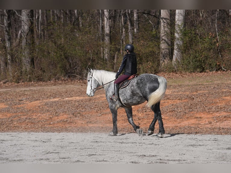 Percheron Croisé Hongre 6 Ans 170 cm Gris in Clover