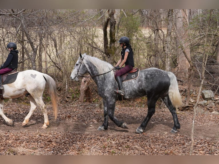 Percheron Croisé Hongre 6 Ans 170 cm Gris in Clover