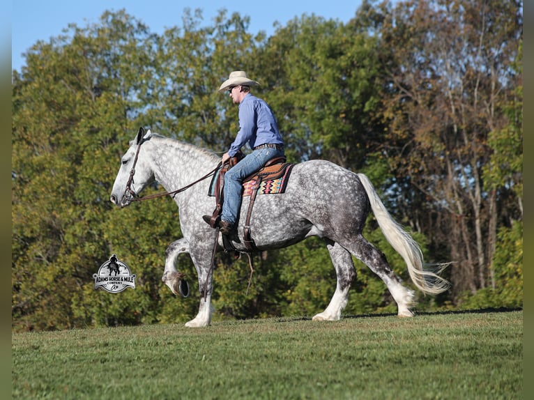 Percheron Hongre 6 Ans 170 cm Gris pommelé in Mount Vernon