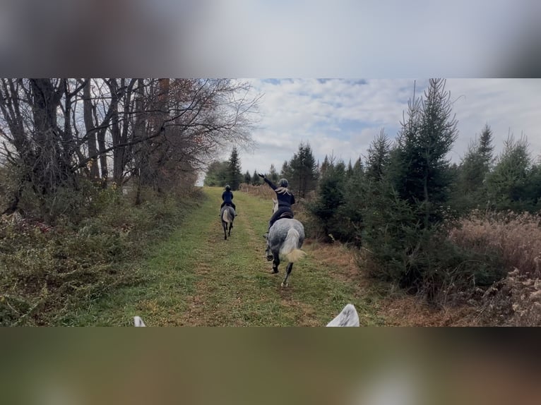 Percheron Croisé Hongre 6 Ans 173 cm Gris in Gap