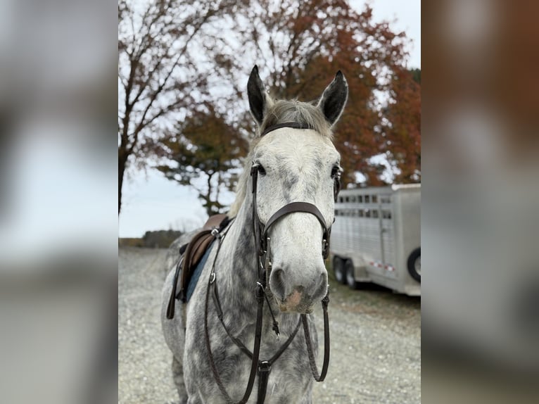 Percheron Croisé Hongre 6 Ans 173 cm Gris in Gap