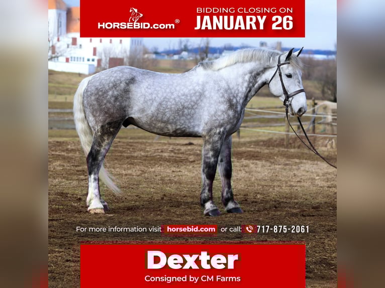 Percheron Croisé Hongre 6 Ans 173 cm Gris in Gap