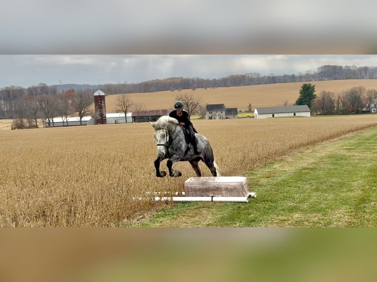 Percheron Croisé Hongre 6 Ans 173 cm Gris in Gap