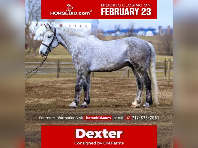 Percheron Croisé Hongre 6 Ans 173 cm Gris in Gap