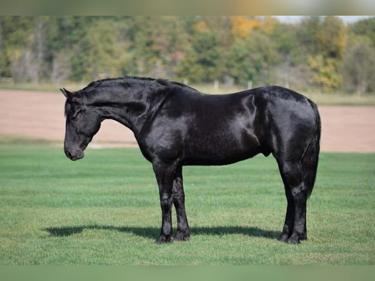 Percheron Croisé Hongre 6 Ans 173 cm Noir in Clover