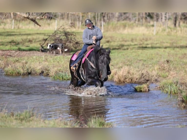 Percheron Croisé Hongre 6 Ans 173 cm Noir in Clover