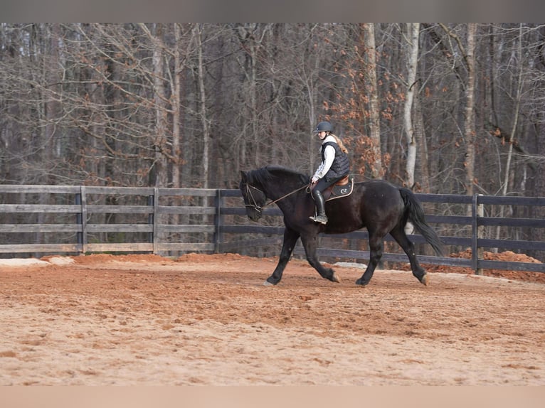 Percheron Croisé Hongre 6 Ans 173 cm Noir in Clover