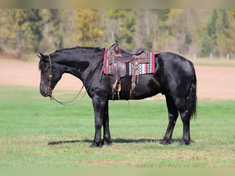 Percheron Croisé Hongre 6 Ans 173 cm Noir in Clover