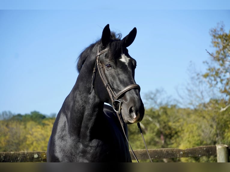 Percheron Croisé Hongre 6 Ans 175 cm Noir in Tuscarora