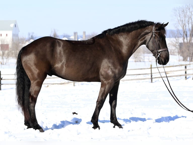 Percheron Croisé Hongre 6 Ans 175 cm Noir in Gap